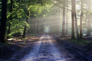 Path in the woods