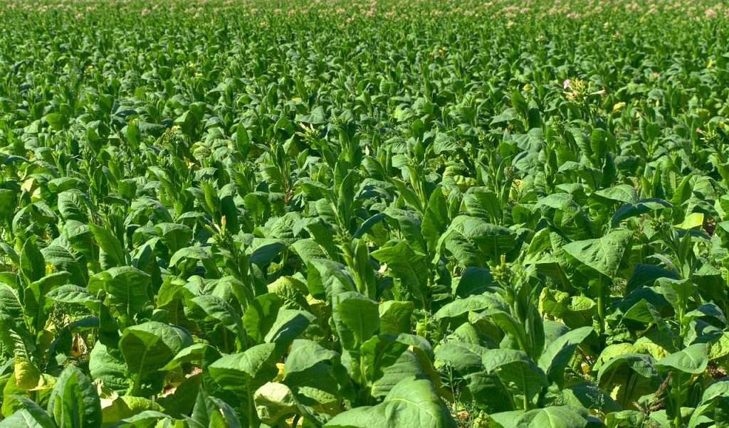 tobacco plants in a field