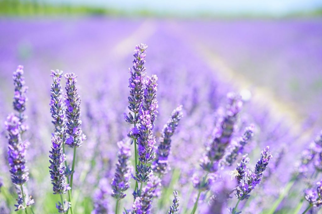 Lavender Blossom - The smell of lavender can help calm a panic attack
