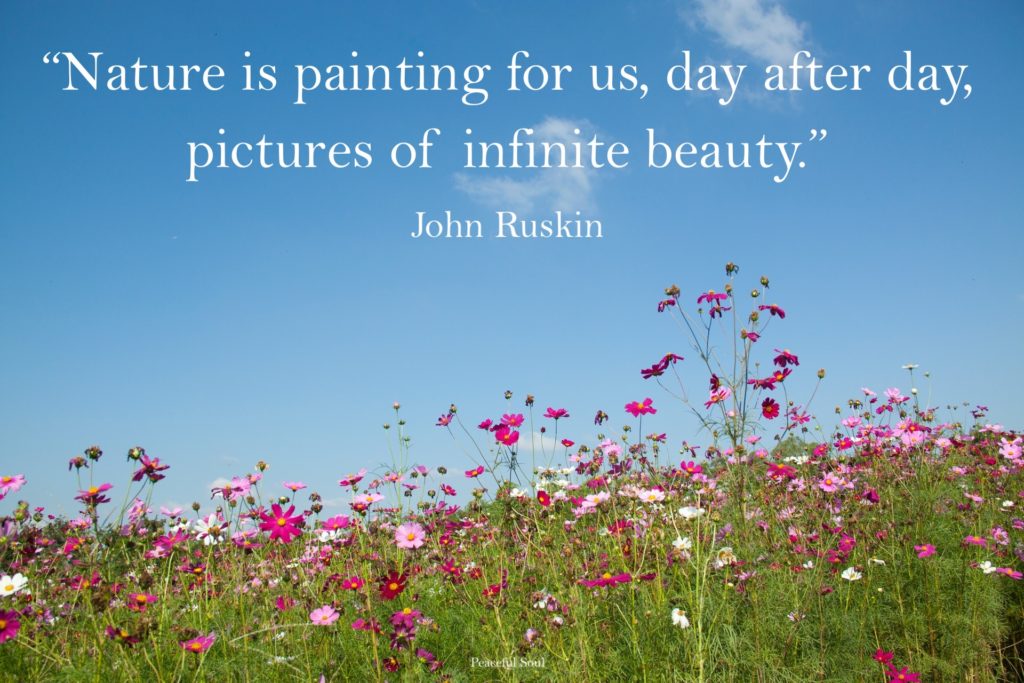 Pictures of flowers in a field - “Nature is painting for us, day after day, pictures of infinite beauty.” John Ruskin - Quotes about the environment - quotes about love
