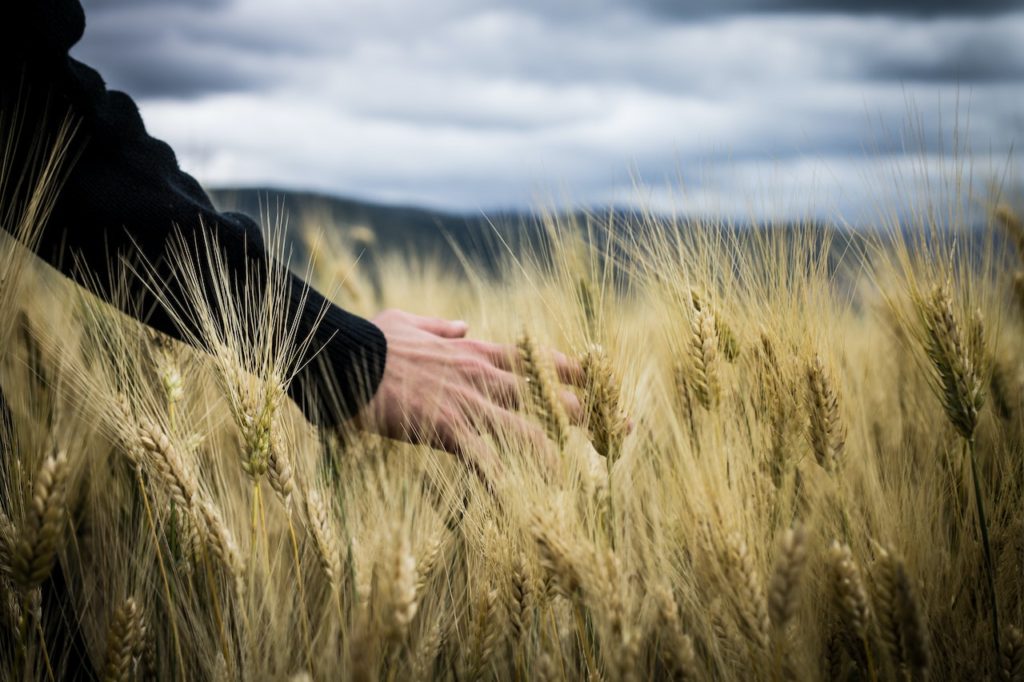 Picture of a person touching the wheat in a wheat field - 5 Whole Grains Health Benefits​