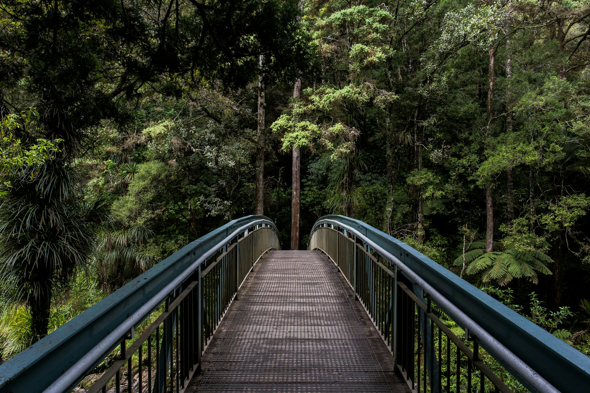 Bridge leading to dense forrest - Title picture for article: How to connect with nature every day, and the benefits